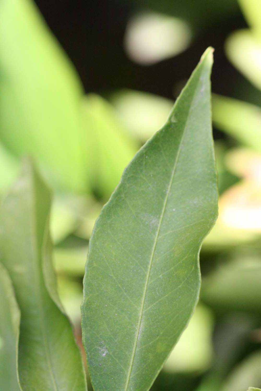              Margin (Riverside, CA)       